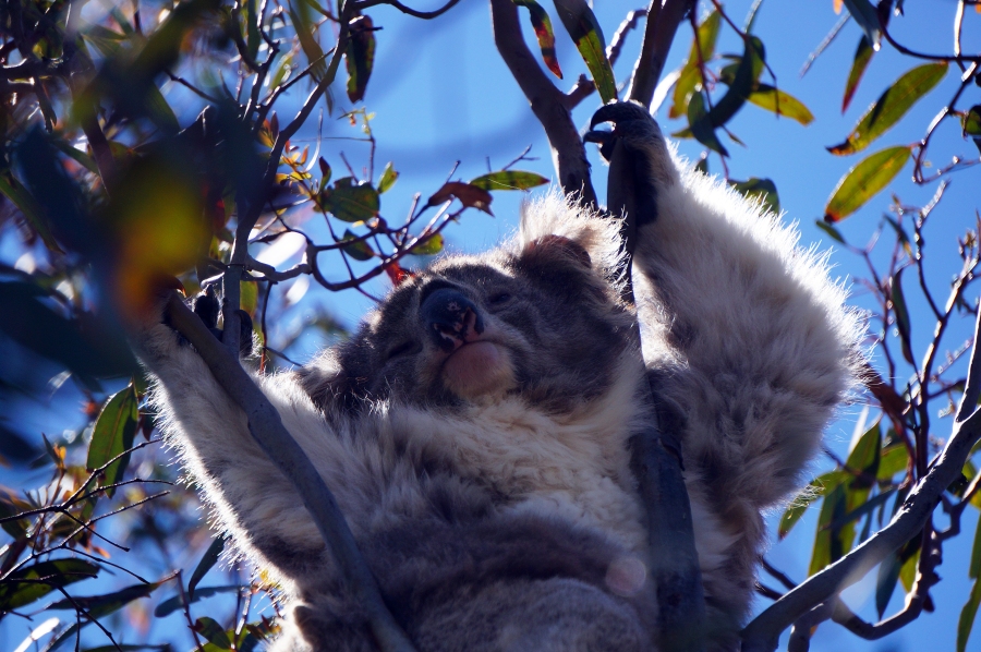 hanging-rock-koala-01.jpg